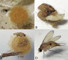 Attēlu rezultāti vaicājumam “Phoridae”