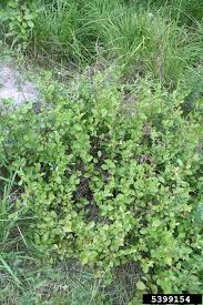 Attēlu rezultāti vaicājumam “Salix aurita”