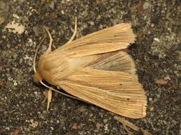 Attēlu rezultāti vaicājumam “Mythimna impura”