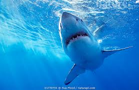 Image result for Carcharodon carcharias
