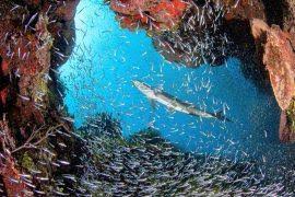 Attēlu rezultāti vaicājumam “Asaphidion pallipes”