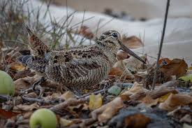 Attēlu rezultāti vaicājumam “Scolopax rusticola juvenile”
