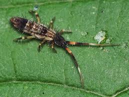 Attēlu rezultāti vaicājumam “Orchesella flavescens”