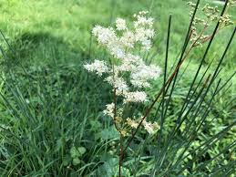 Attēlu rezultāti vaicājumam “Filipendula vulgaris fruit”