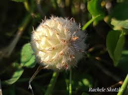 Attēlu rezultāti vaicājumam “Trifolium fragiferum fruit”