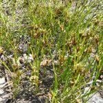 Attēlu rezultāti vaicājumam “Rhynchospora fusca”