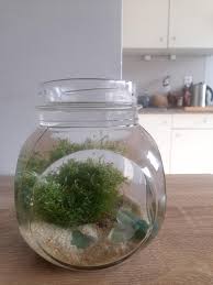 Attēlu rezultāti vaicājumam “Leptodictyum riparium”