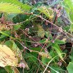 Attēlu rezultāti vaicājumam “Cuscuta europaea fruit”