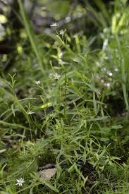 Attēlu rezultāti vaicājumam “Stellaria longifolia flower”