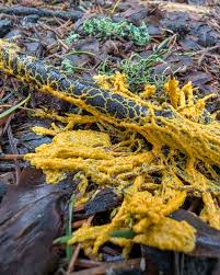 Attēlu rezultāti vaicājumam “Arcyria major spores”