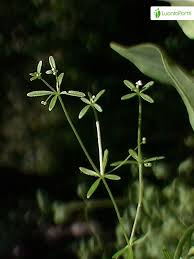 Attēlu rezultāti vaicājumam “Galium trifidum”