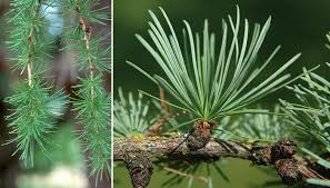 Attēlu rezultāti vaicājumam “Larix decidua”
