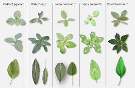 Attēlu rezultāti vaicājumam “Amaranthus retroflexus leaf”