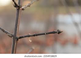 Attēlu rezultāti vaicājumam “Euonymus europaeus bud”