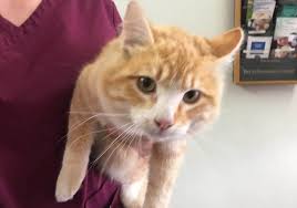 Image result for cat found
