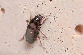 Attēlu rezultāti vaicājumam “Harpalus sp.”