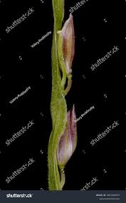 Attēlu rezultāti vaicājumam “Digitaria ischaemum leaf”