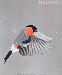 Attēlu rezultāti vaicājumam “Pyrrhula pyrrhula”