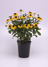 Image result for Rudbeckia fulgida