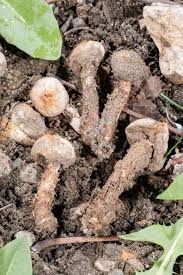 Attēlu rezultāti vaicājumam “Tulostoma fimbriatum”