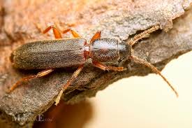 Attēlu rezultāti vaicājumam “Nothorhina punctata”