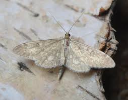 Attēlu rezultāti vaicājumam “Anania lancealis”