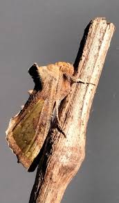 Attēlu rezultāti vaicājumam “Diachrysia tutti”