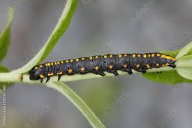 Attēlu rezultāti vaicājumam “Cucullia lucifuga larva”