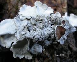 Attēlu rezultāti vaicājumam “Parmelina tiliacea”