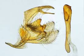 Attēlu rezultāti vaicājumam “Catoptria fulgidella”