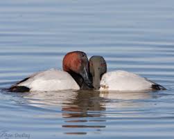 Image result for Aythya valisineria