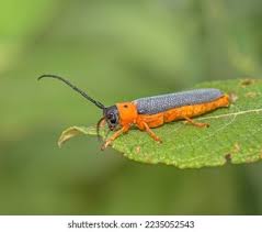 Attēlu rezultāti vaicājumam “Oberea oculata”