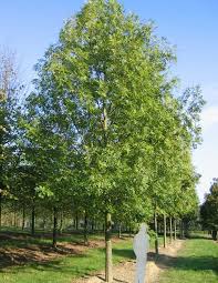 Attēlu rezultāti vaicājumam “Fraxinus excelsior”