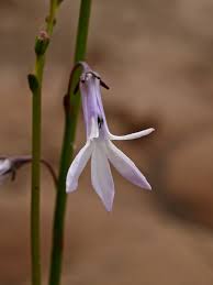 Attēlu rezultāti vaicājumam “Lobelia dortmanna flower”