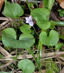 Attēlu rezultāti vaicājumam “Viola palustris”