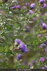 Attēlu rezultāti vaicājumam “Symphyotrichum novae-angliae flower”