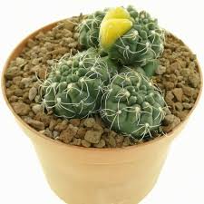 Attēlu rezultāti vaicājumam “Diderma umbilicatum macro”