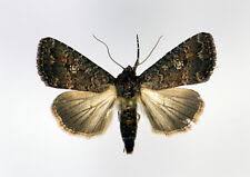 Attēlu rezultāti vaicājumam “Cryptocala chardinyi”