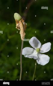 Attēlu rezultāti vaicājumam “Anemone sylvestris bud”