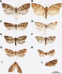 Attēlu rezultāti vaicājumam “Tortricidae”