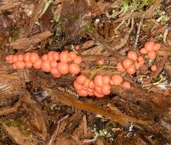 Attēlu rezultāti vaicājumam “Lycogala epidendrum s.str. macro”