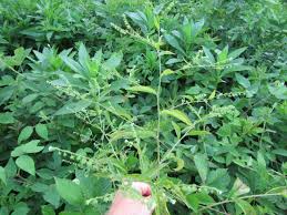 Attēlu rezultāti vaicājumam “Comatricha ellae stalked”