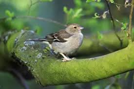 Attēlu rezultāti vaicājumam “Fringilla coelebs female”
