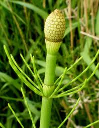 Attēlu rezultāti vaicājumam “Equisetum fluviatile”