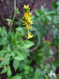 Attēlu rezultāti vaicājumam “Agrimonia pilosa flower”