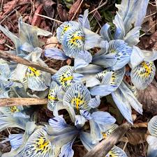 Attēlu rezultāti vaicājumam “Iris reticulata”