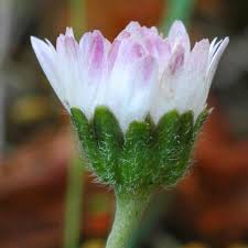 Attēlu rezultāti vaicājumam “Bellis perennis bud”