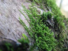 Attēlu rezultāti vaicājumam “Leskea polycarpa macro”