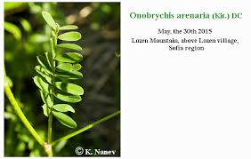 Attēlu rezultāti vaicājumam “Onobrychis arenaria leaf”