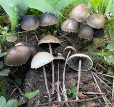 Attēlu rezultāti vaicājumam “Panaeolus papilionaceus”